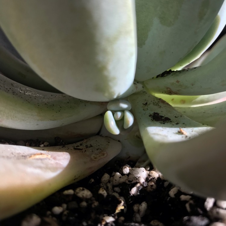 plant image 870285 plant image 870285