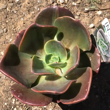 Echeveria Blue Metal