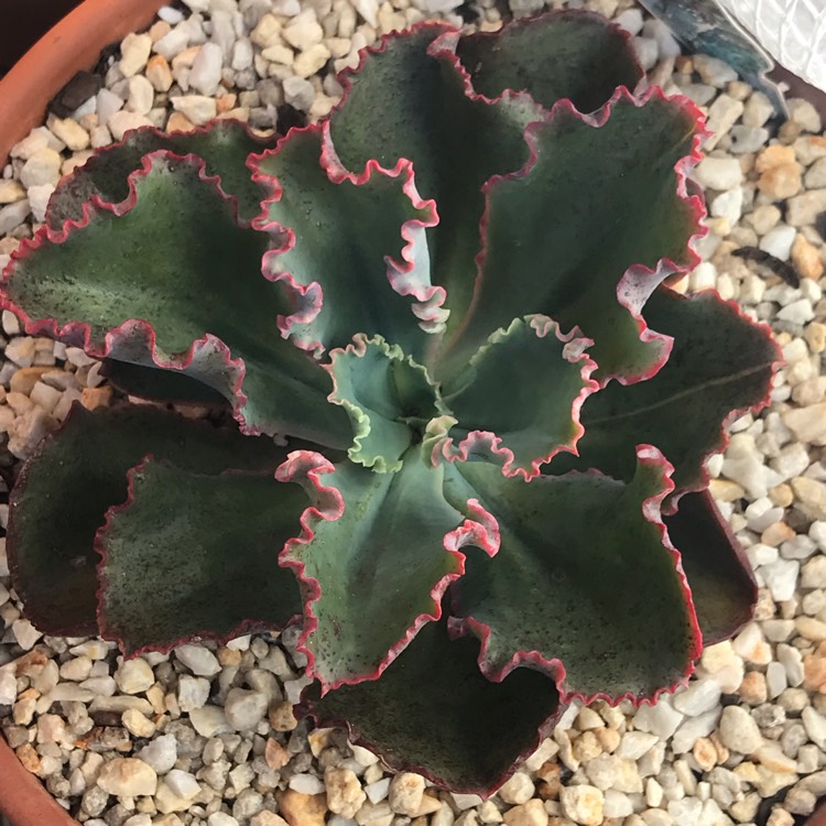 Plant image Echeveria Dick's Pink