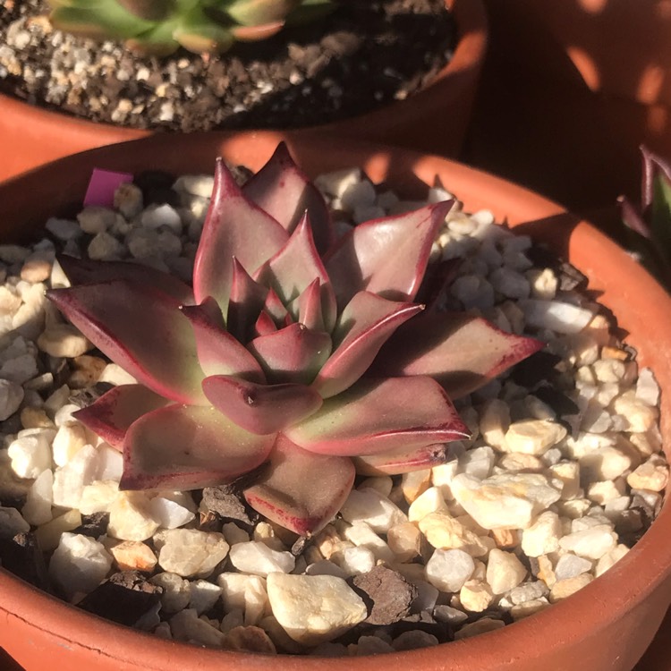 Plant image Echeveria Agavoides Romeo
