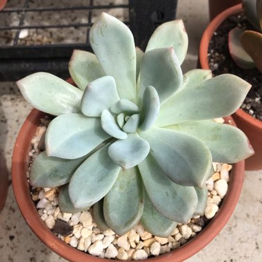 xGraptoveria Opalina