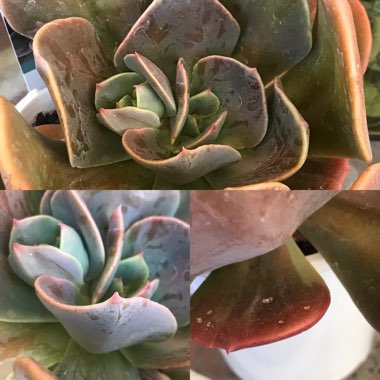 Echeveria Blue Metal