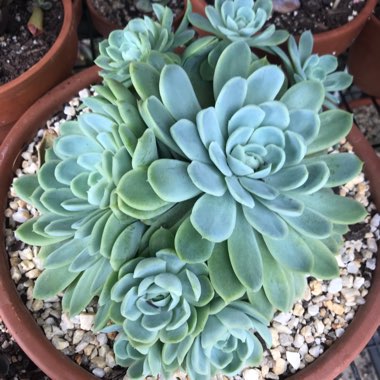 Echeveria Elegans