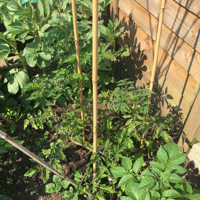 Tomato 'Moneymaker'