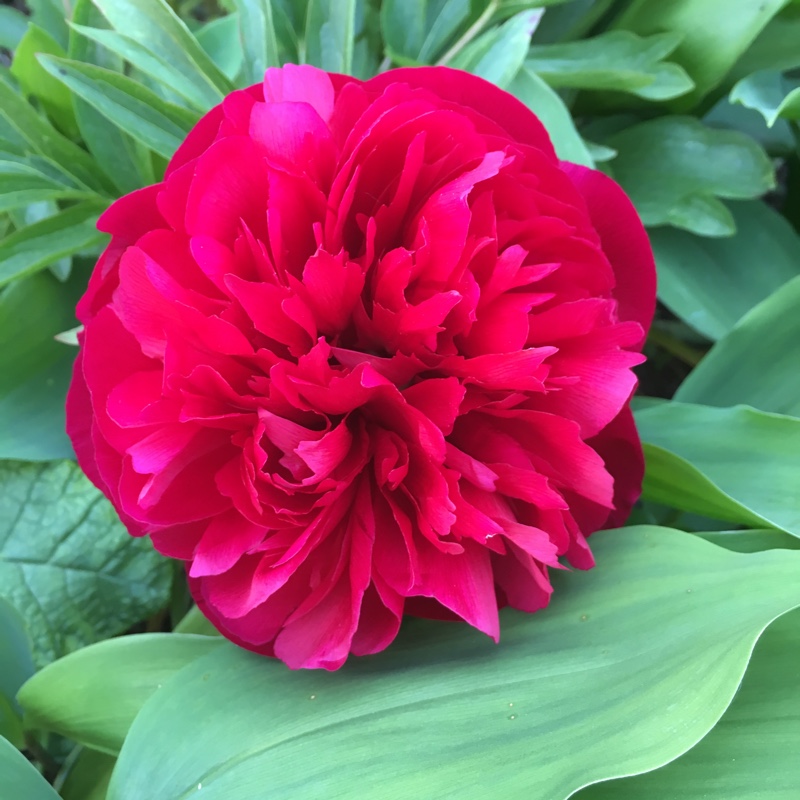 Ranunculus asiaticus, Persian Buttercup - uploaded by @Andreamarie