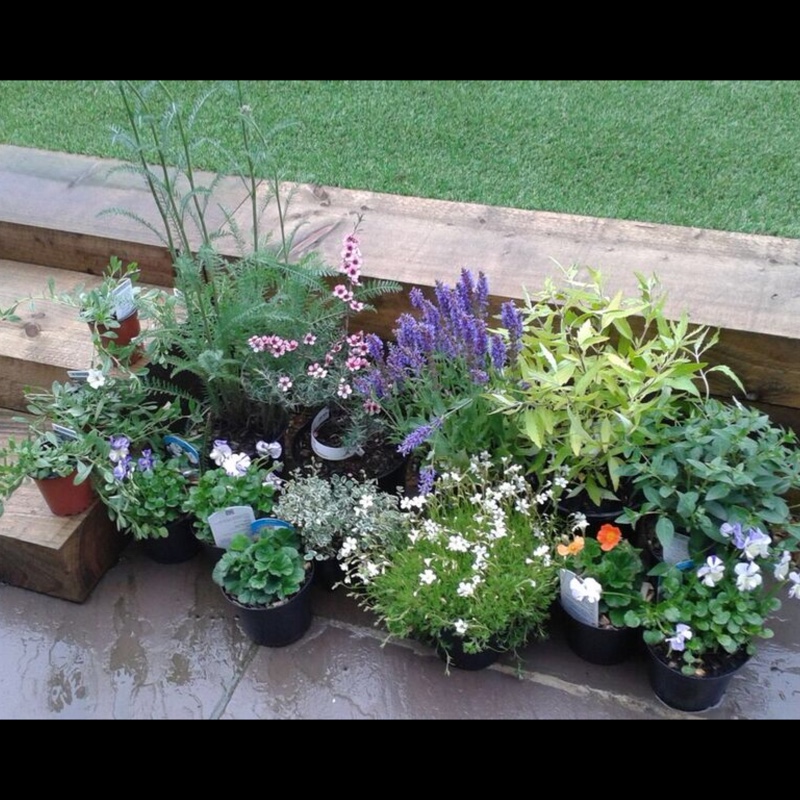 Kirsty's garden