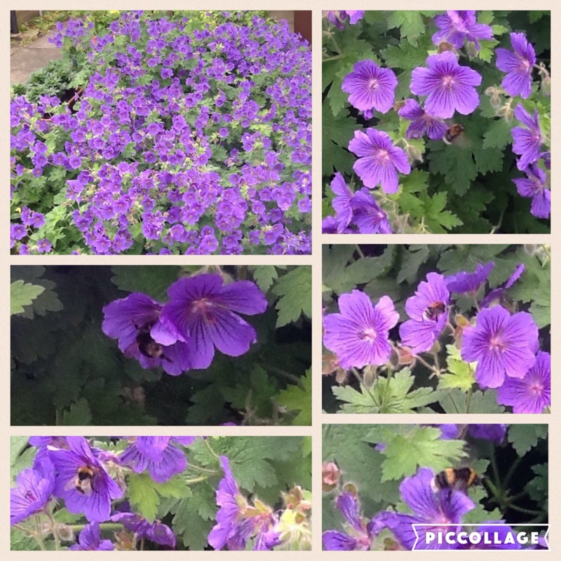 Kirsty's garden