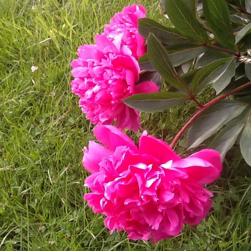 Peony