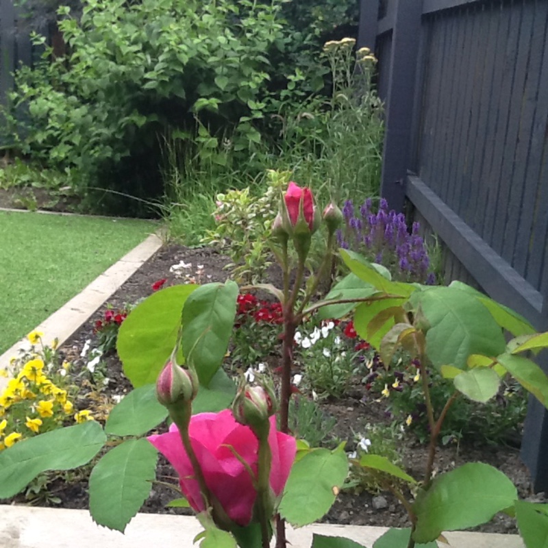 Kirsty's garden
