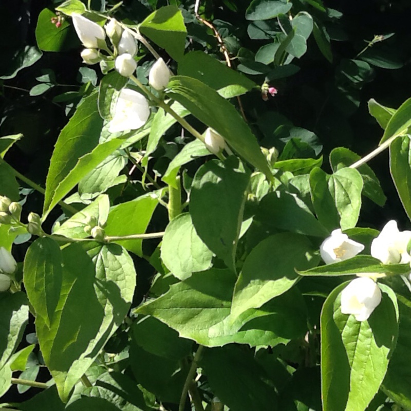 plant image 149026
