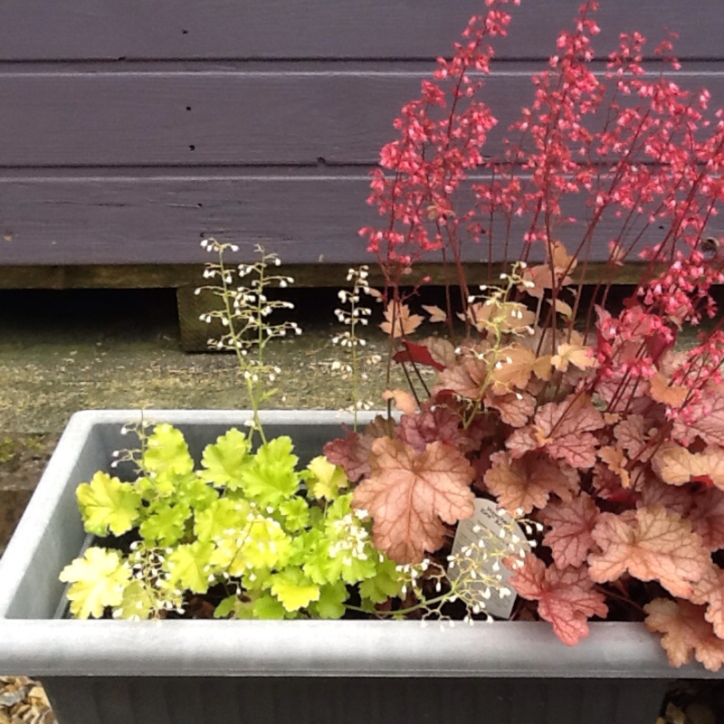 plant image 149046
