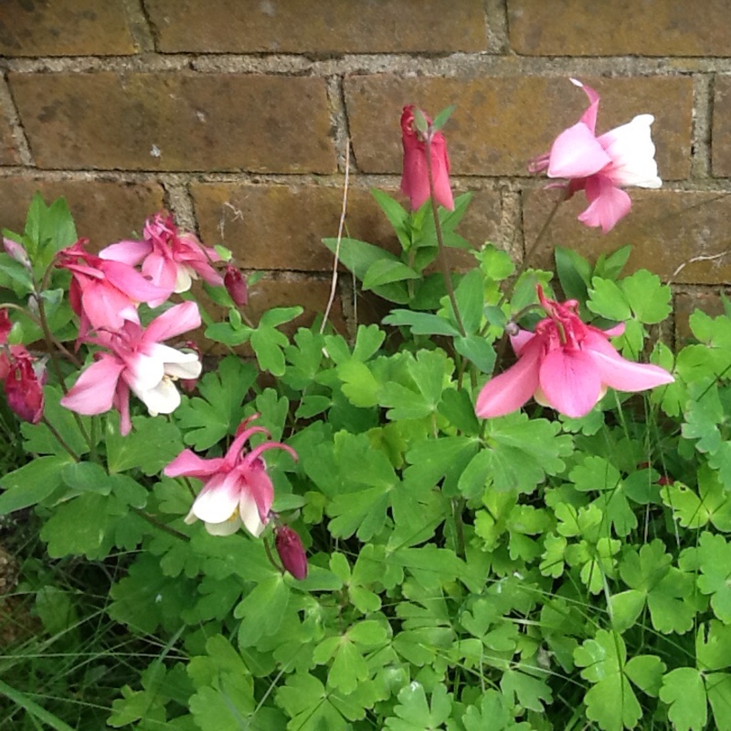 Plant image Aquilegia flabellata 'Cameo Rose White'