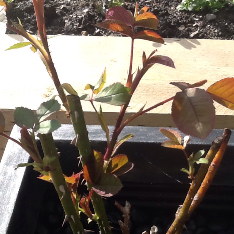 Kirsty's garden