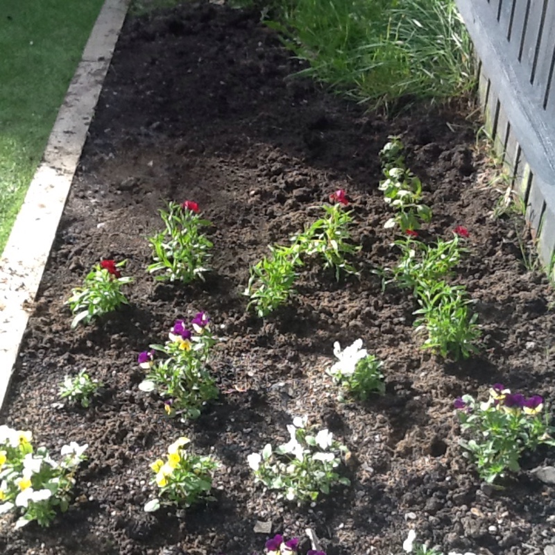 Kirsty's garden