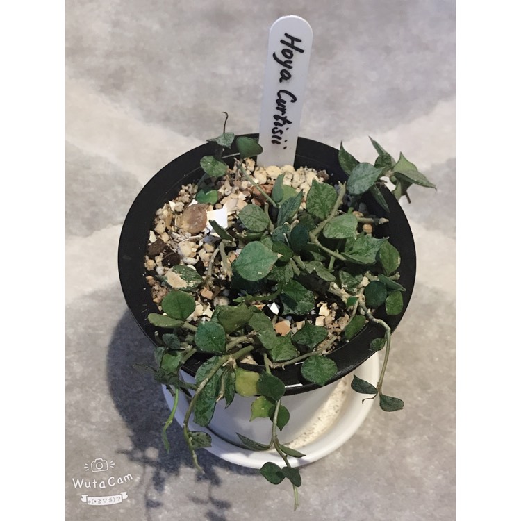 Plant image Hoya Curtisii