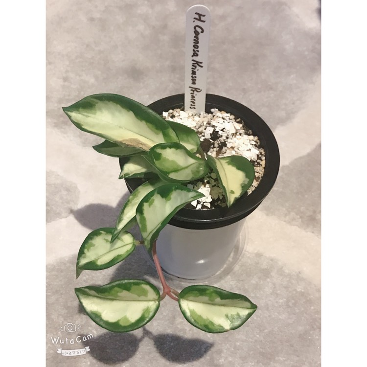 Plant image Hoya Carnosa Krimson Princess
