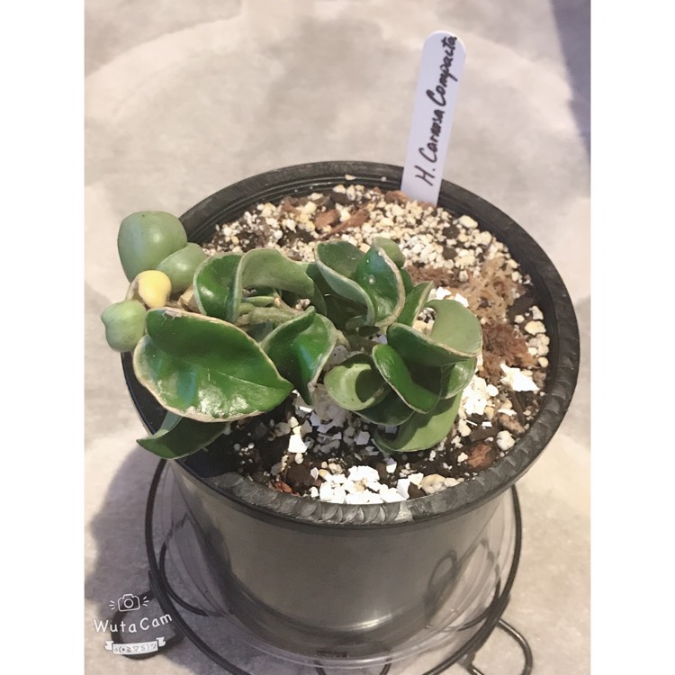 Plant image Hoya Carnosa Compacta