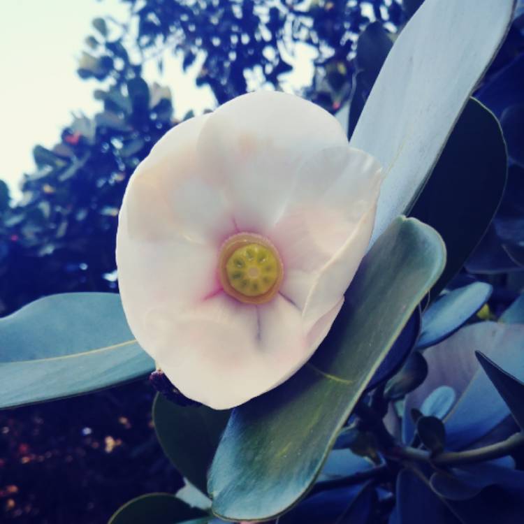 Plant image Clusia Rosea