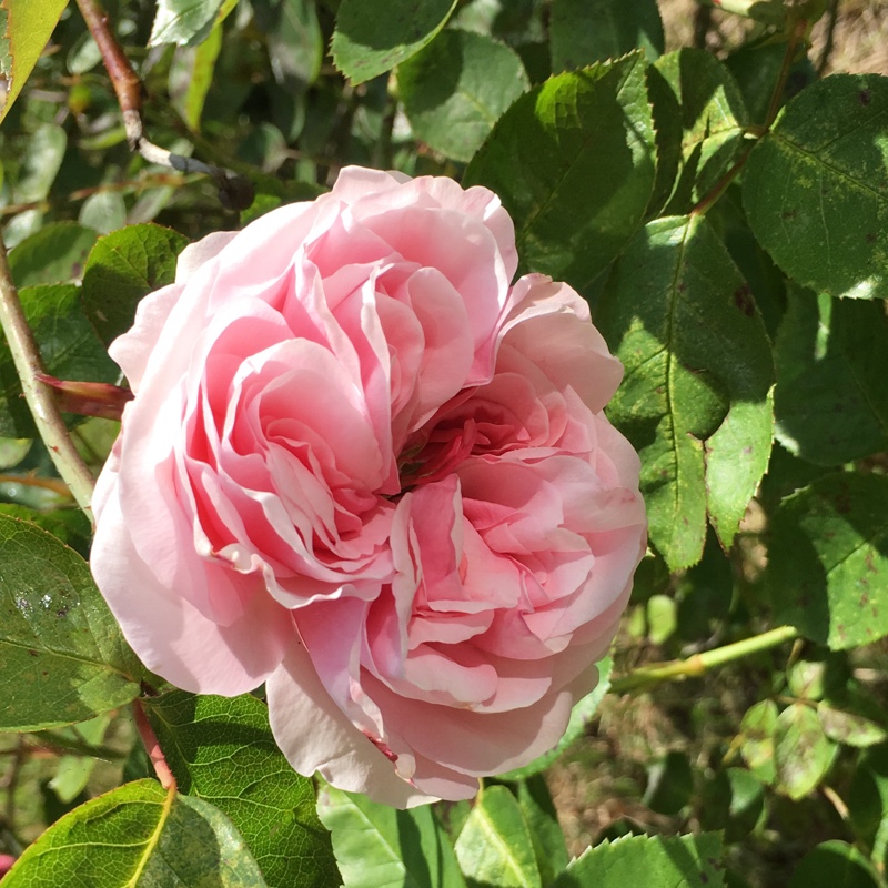 plant image 106263