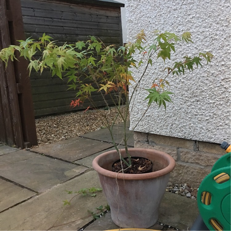Plant image Acer palmatum 'Katsura'