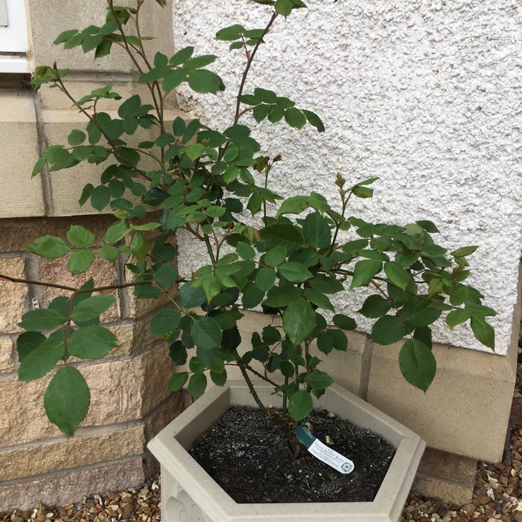 Plant image Rosa 'Jubilee Celebration'