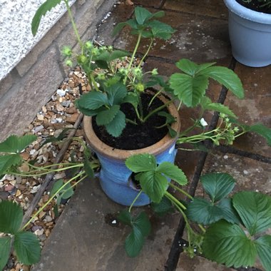 Strawberry 'Honeoye'