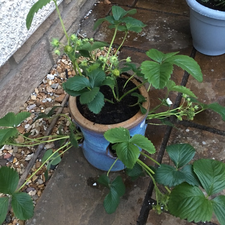 plant image 407617
