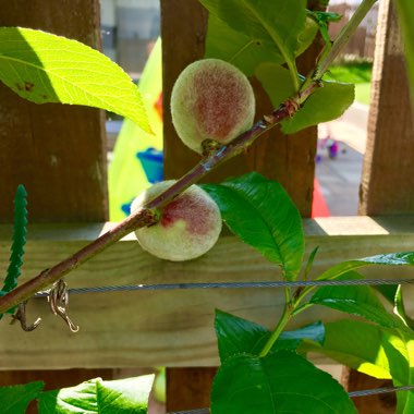 Peach 'Rochester'