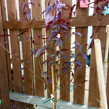 Peach 'Crimson Bonfire'