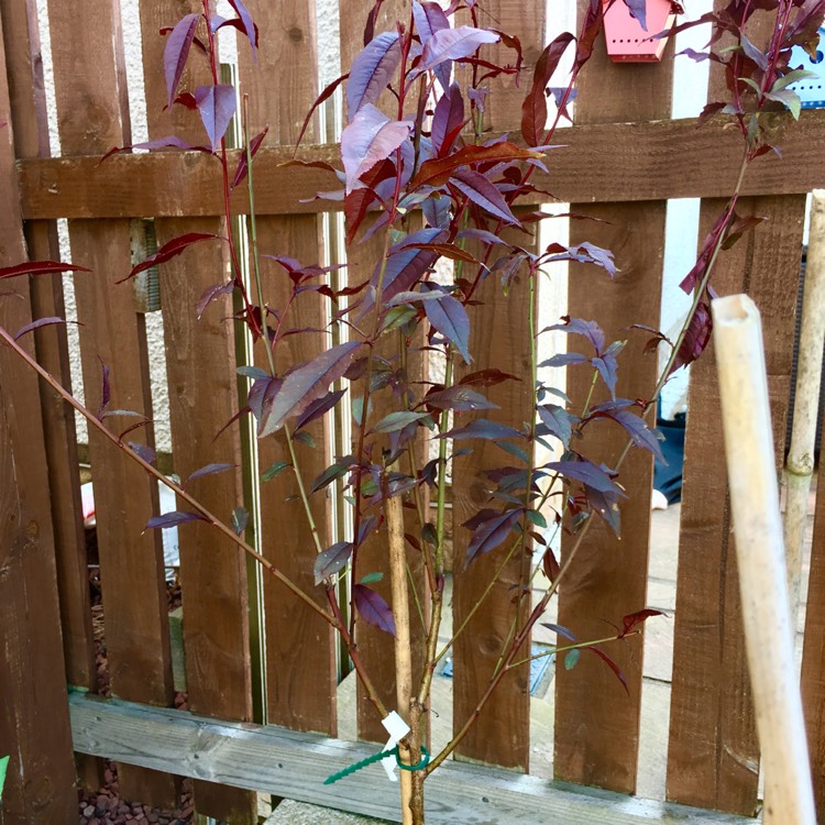 Plant image Prunus persica 'Crimson Bonfire'
