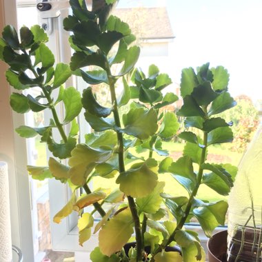 Kalanchoe