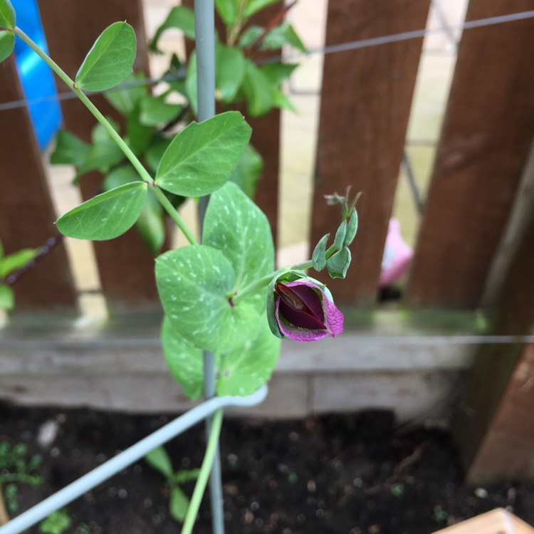 plant image 466221