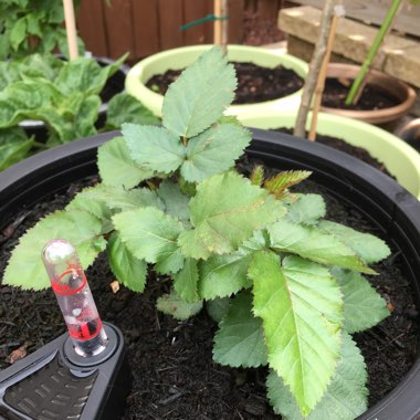 Blackberry 'Black Cascade'