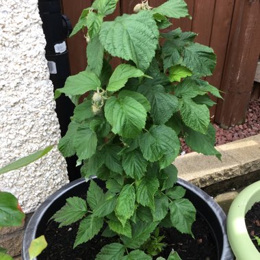 Raspberry 'Ruby Beauty'