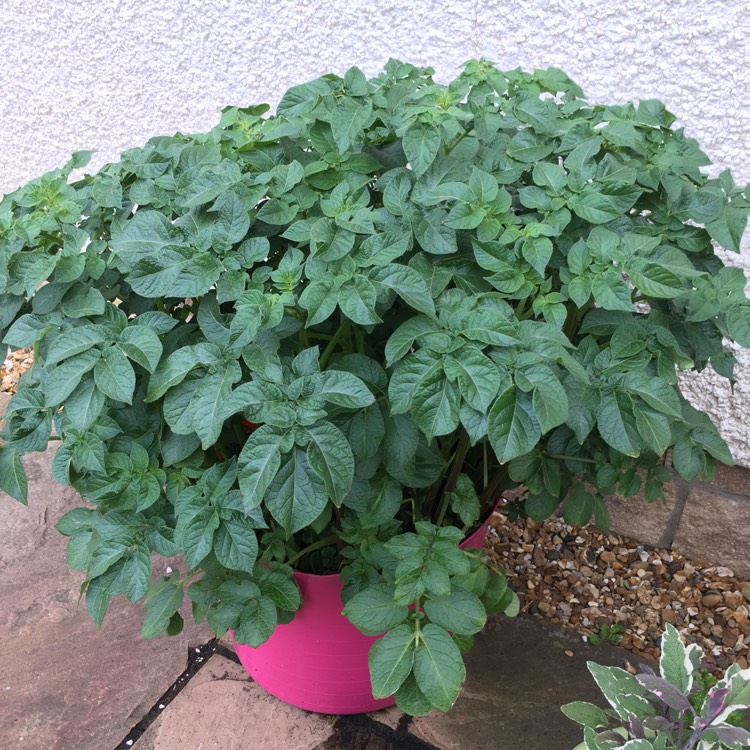 plant image 466233
