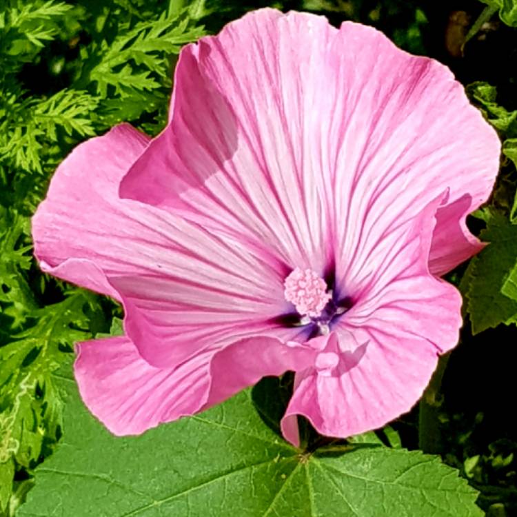 plant image 761617