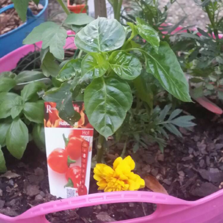 Plant image Capsicum Chinense 'Habanero'