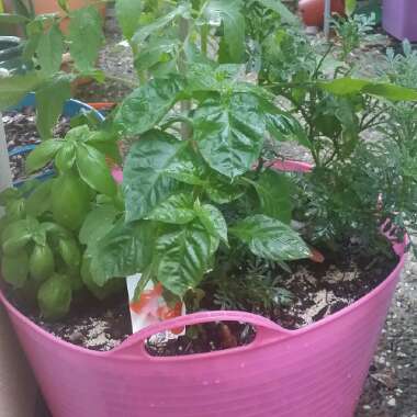 Capsicum Chinense 'Habanero'