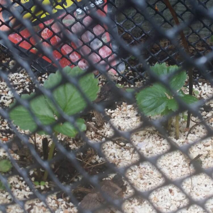 plant image 322639 plant image 322639