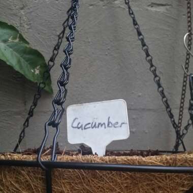 Cucumis sativus