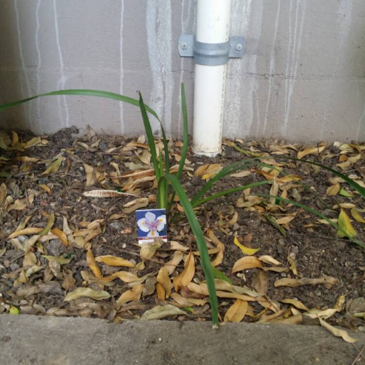 plant image 383760