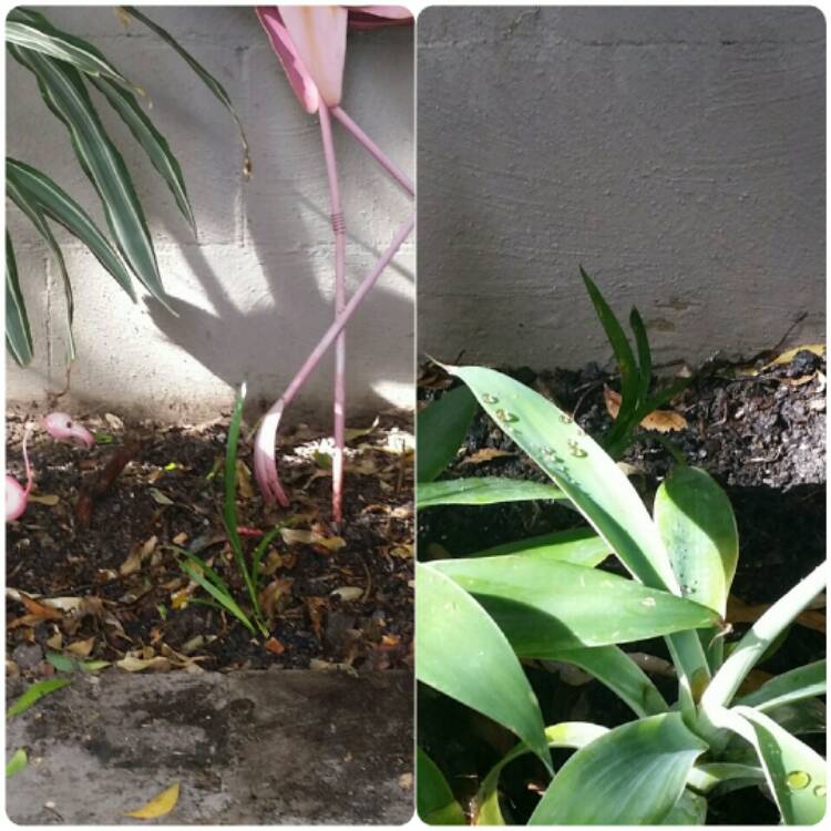 plant image 383829