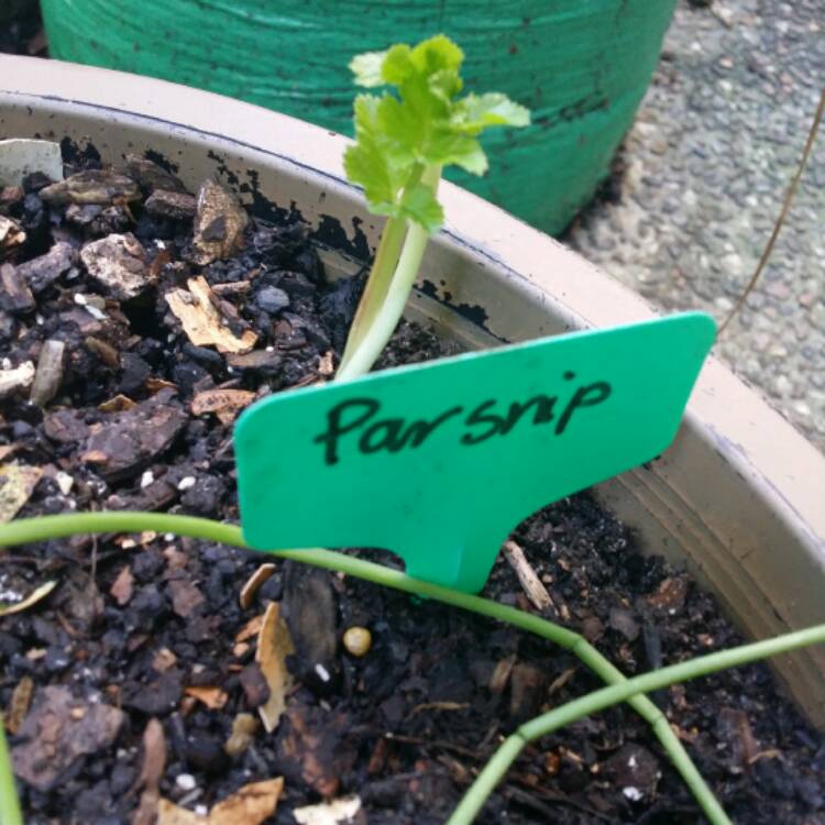plant image 479734