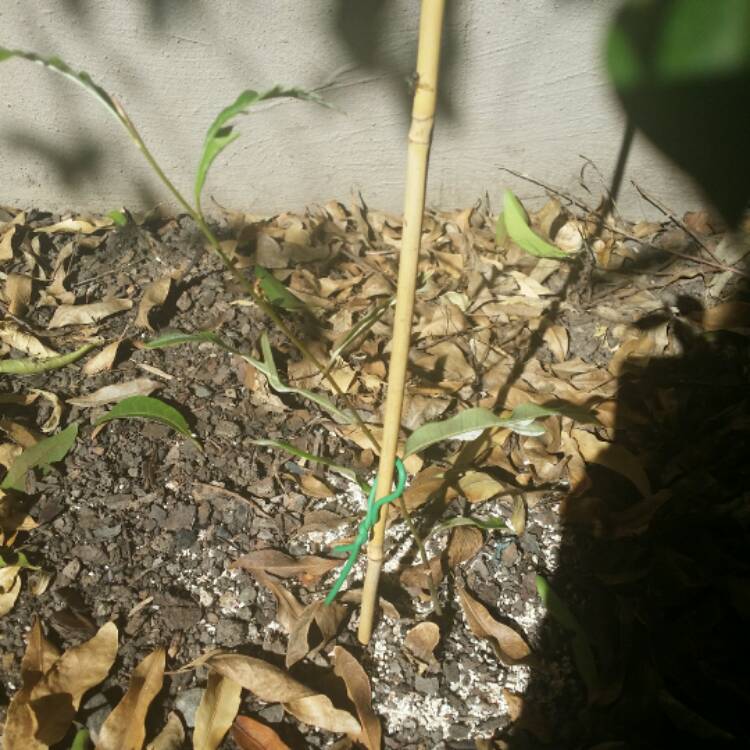 plant image 487085