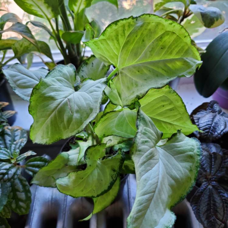 Plant image Syngonium podophyllum 'Holly'