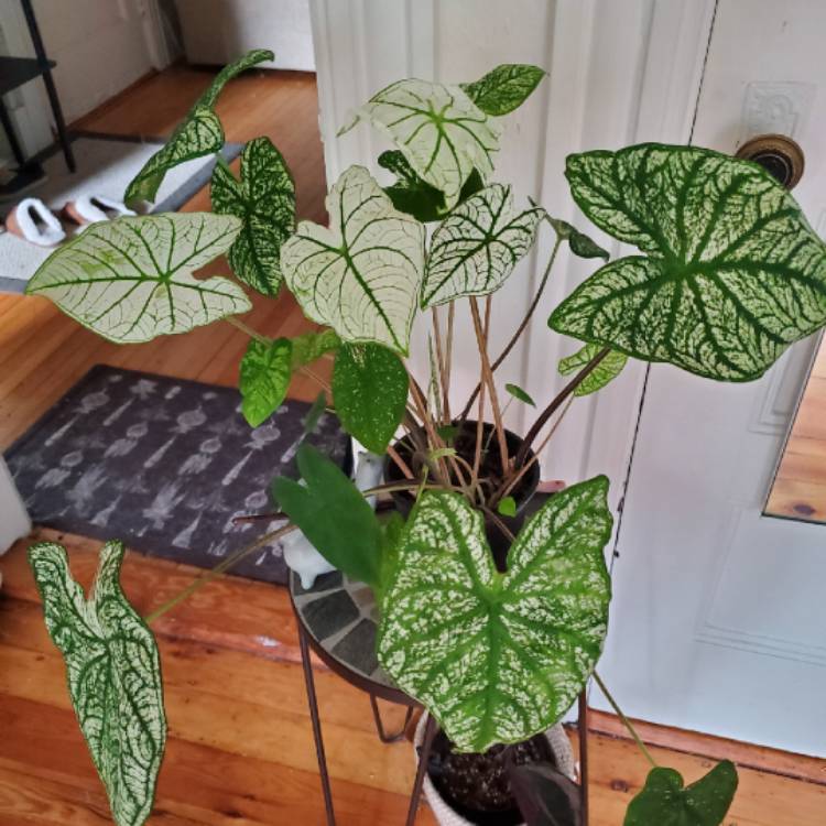 Plant image Caladium Candidum 'Junior Improved'