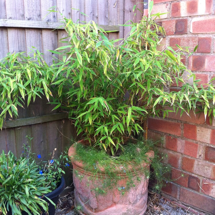 plant image 236205
