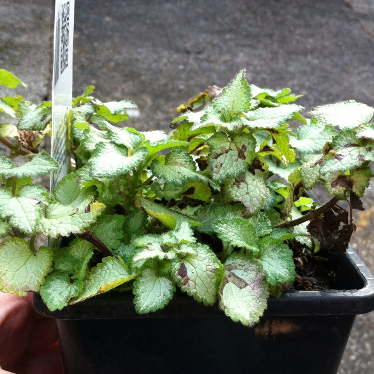Plant image Lamium 'Maculatum' Beacon Silver'