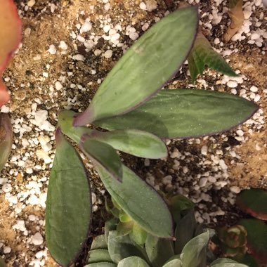Senecio crassissimus
