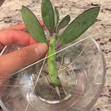 Senecio crassissimus